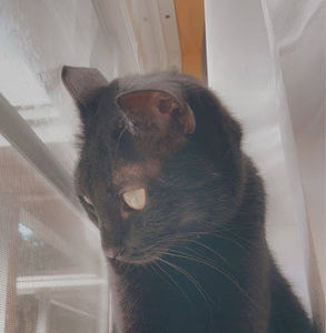 Meet your Posher, Max